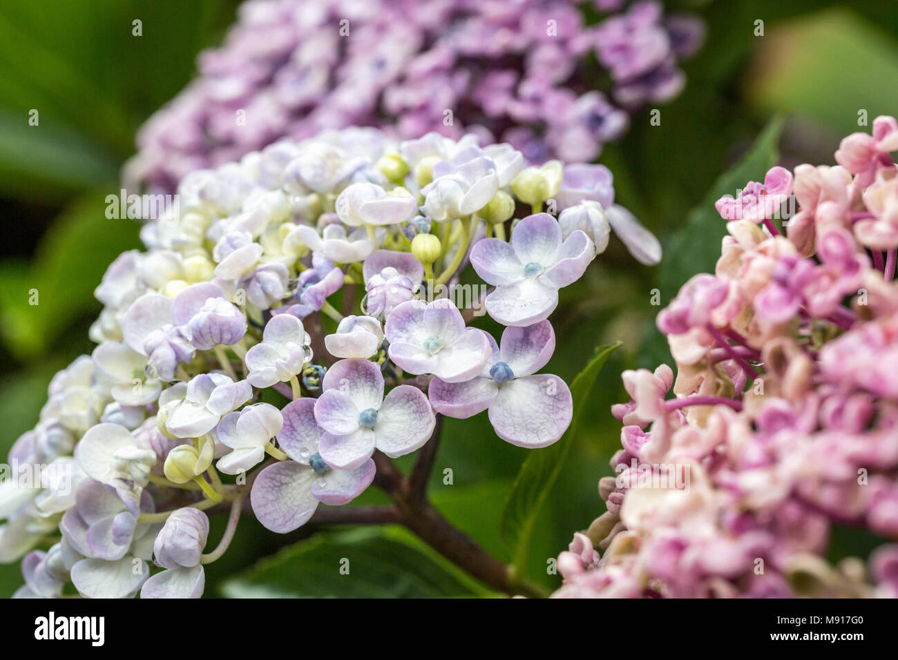 Hydrangea ayesha hi-res stock photography and images - Alamy