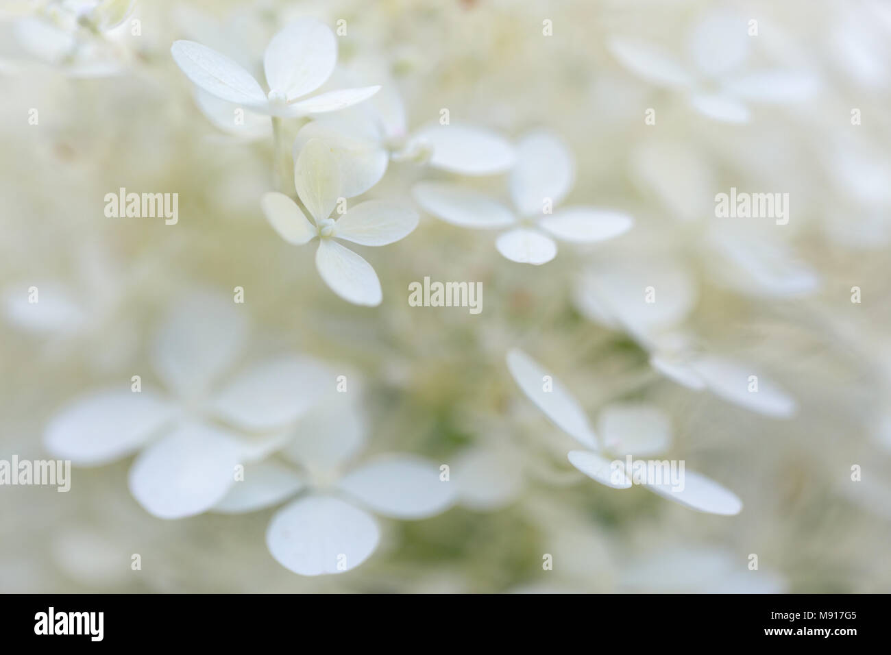 Close up white hydrangea paniculata flower hi-res stock photography and ...