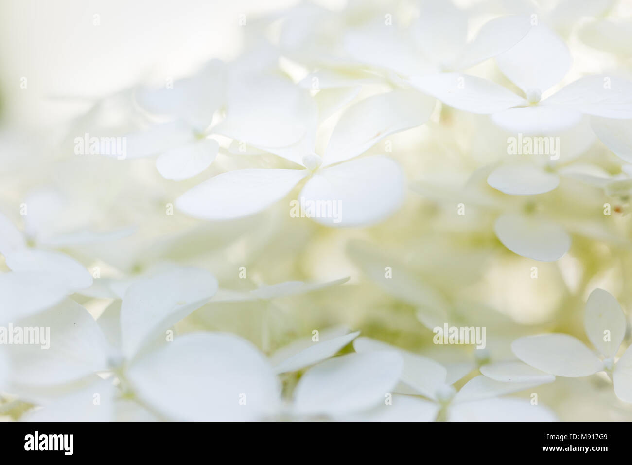 Close up white hydrangea paniculata flower hi-res stock photography and ...
