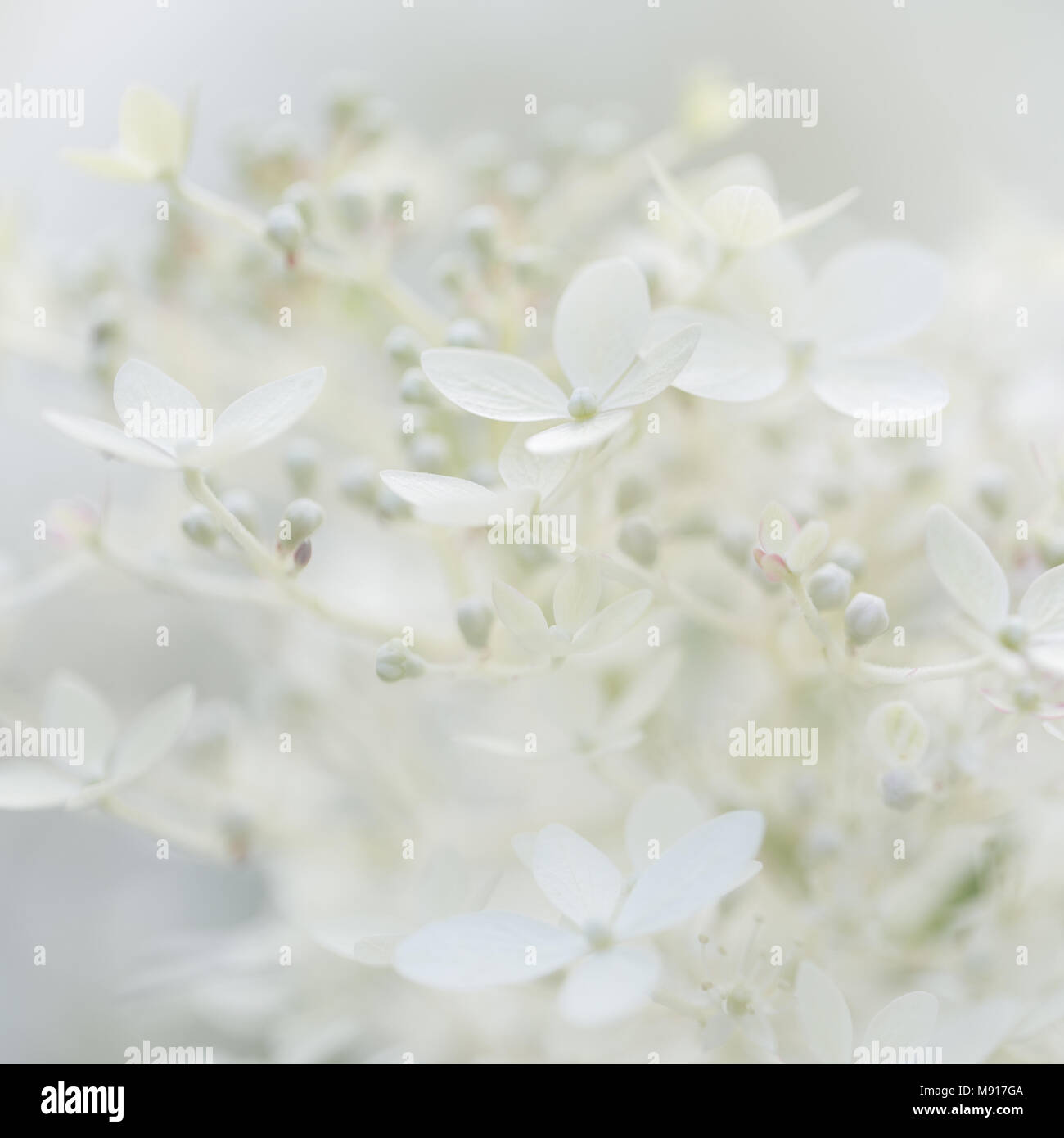 Close up white hydrangea paniculata flower hi-res stock photography and ...