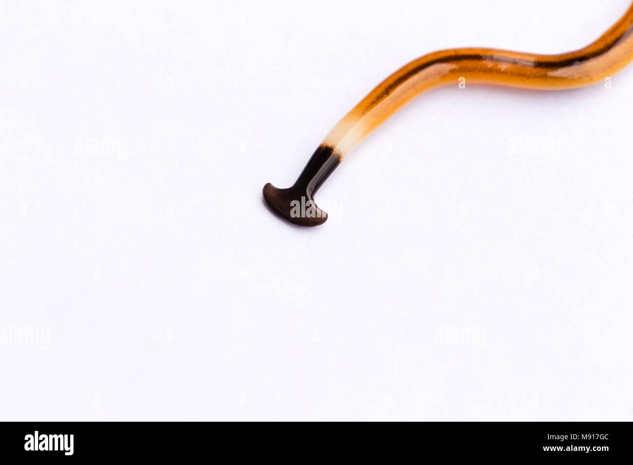 Planaria hi-res stock photography and images - Alamy