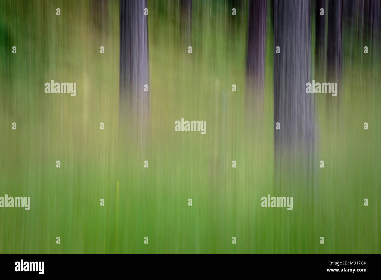 Blurry trees Stock Photo