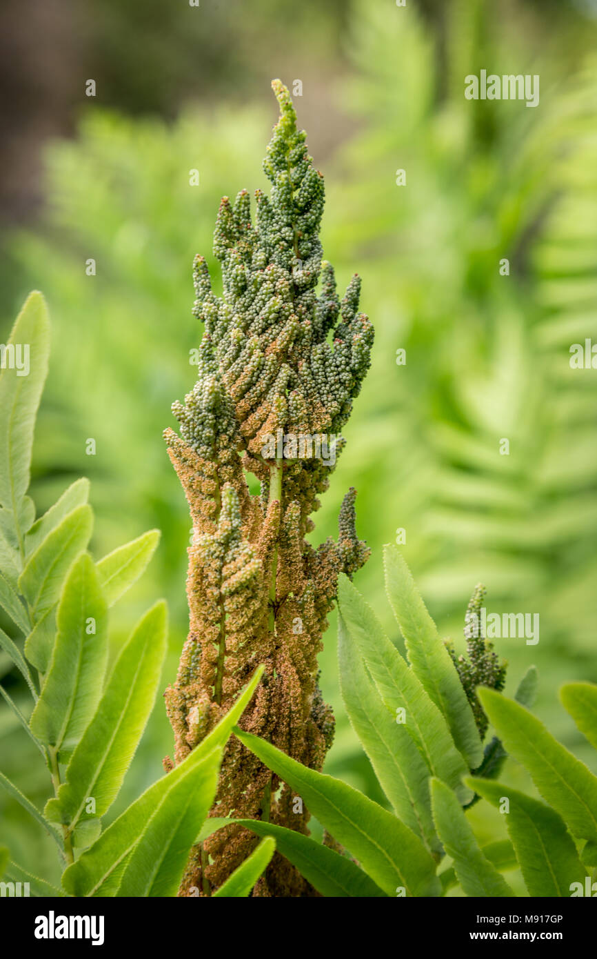 Royal fern Osmunda regalis Stock Photo