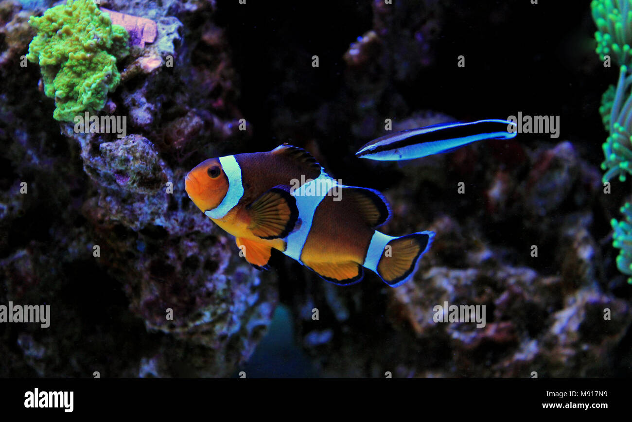 Clownfish in reef tank Stock Photo Alamy