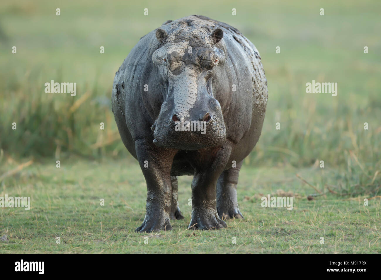 Hippopotamus at Dusk in the Moremi Game Reserv, Botswana. Stock Photo