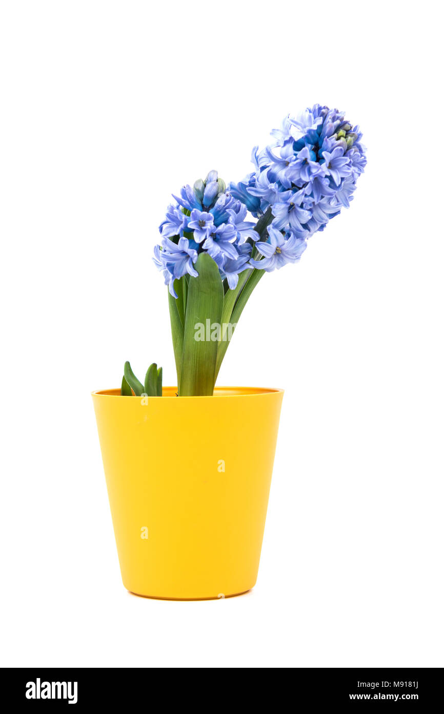 Small purple flower in yellow pot, bucket isolated on white background. Home decoration. Yellow flowerpot. Stock Photo