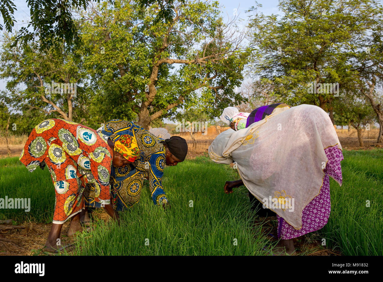 UBTEC NGO in a village near Ouahigouya, Burkina Faso. Members of a cooperative at work in a vegetable garden. Stock Photo