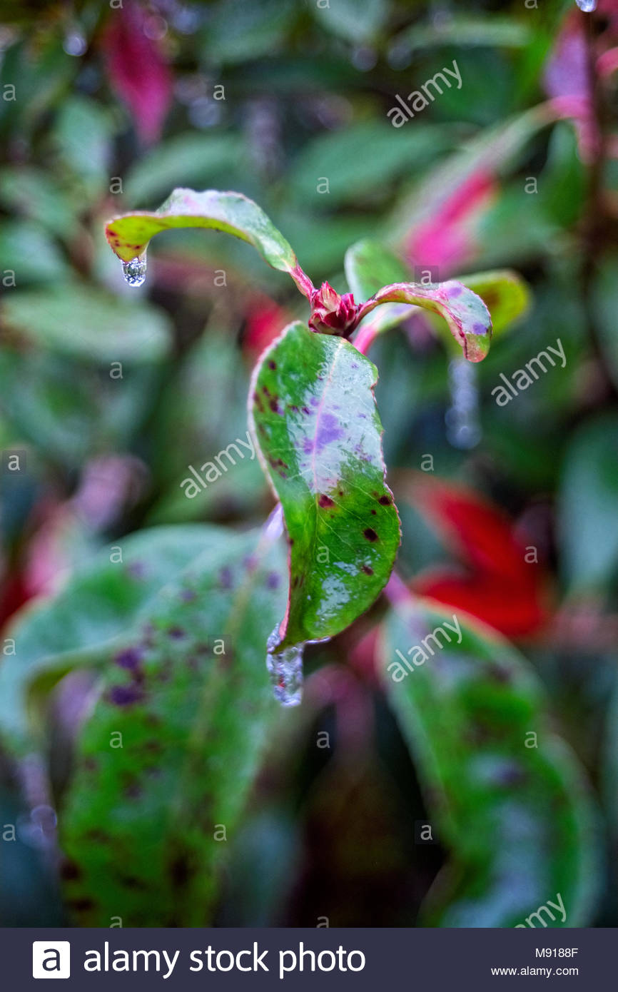Images Red Tipped Leaf Stock Photos Red Tipped Leaf Stock Images Alamy par