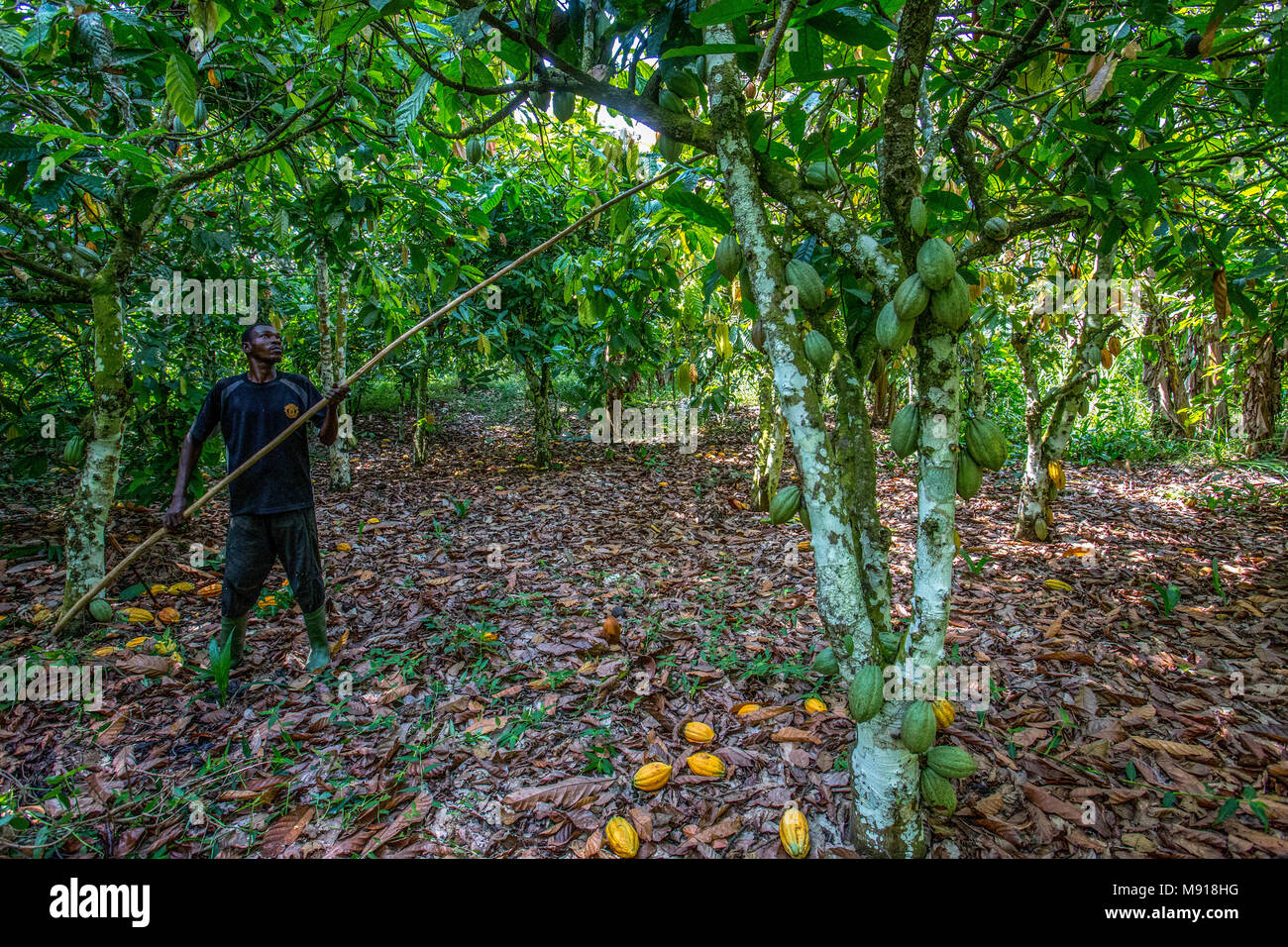 Cacao ivory coast hires stock photography and images Alamy