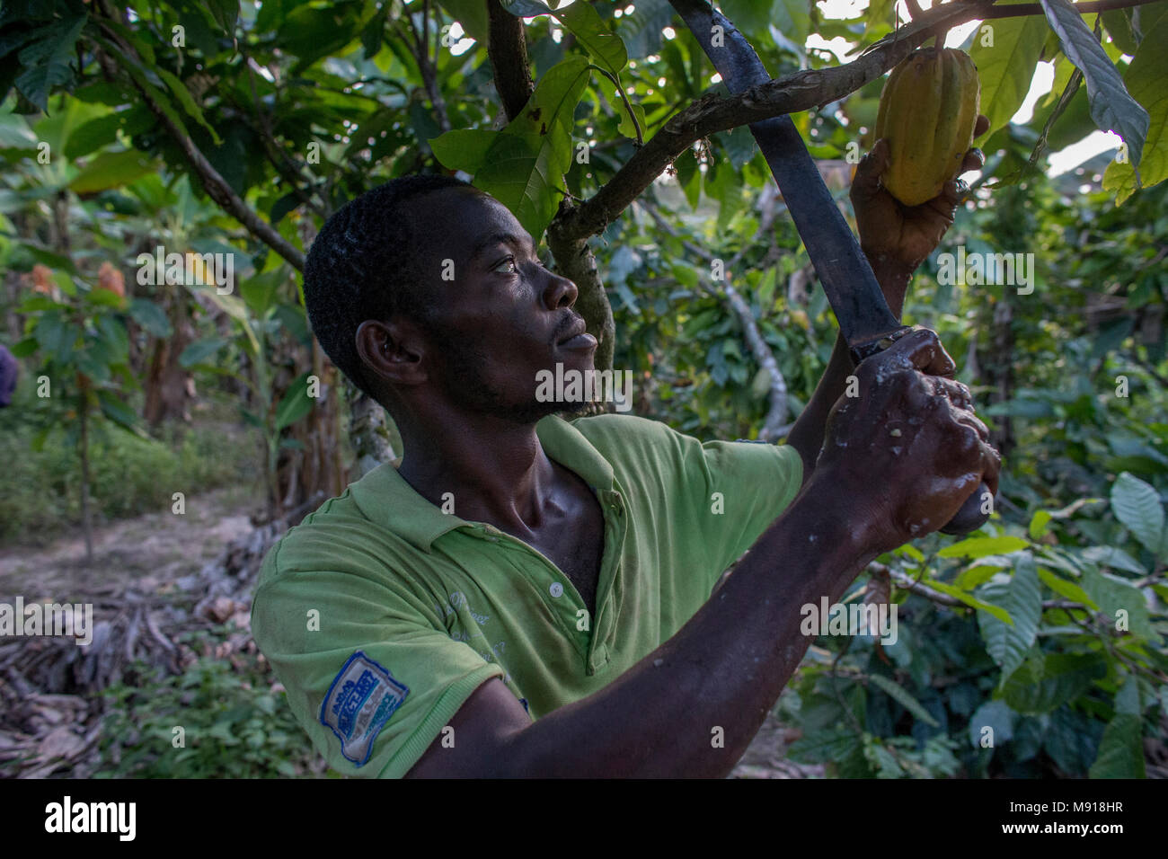 Ivory Coast. Farmer harvesting cocoa in his plantation Stock Photo Alamy