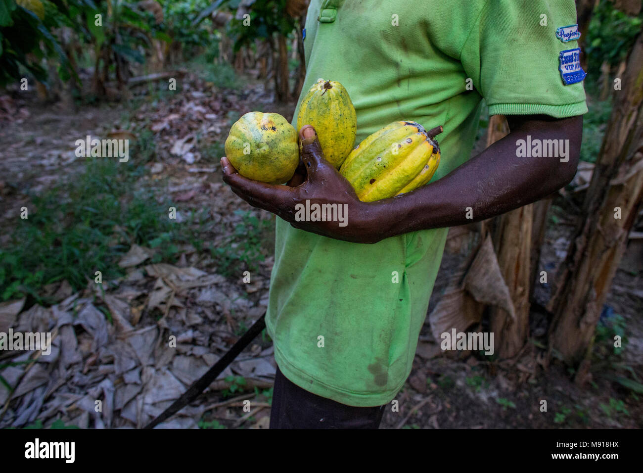 Ivory Coast. Farmer harvesting cocoa in his plantation Stock Photo Alamy