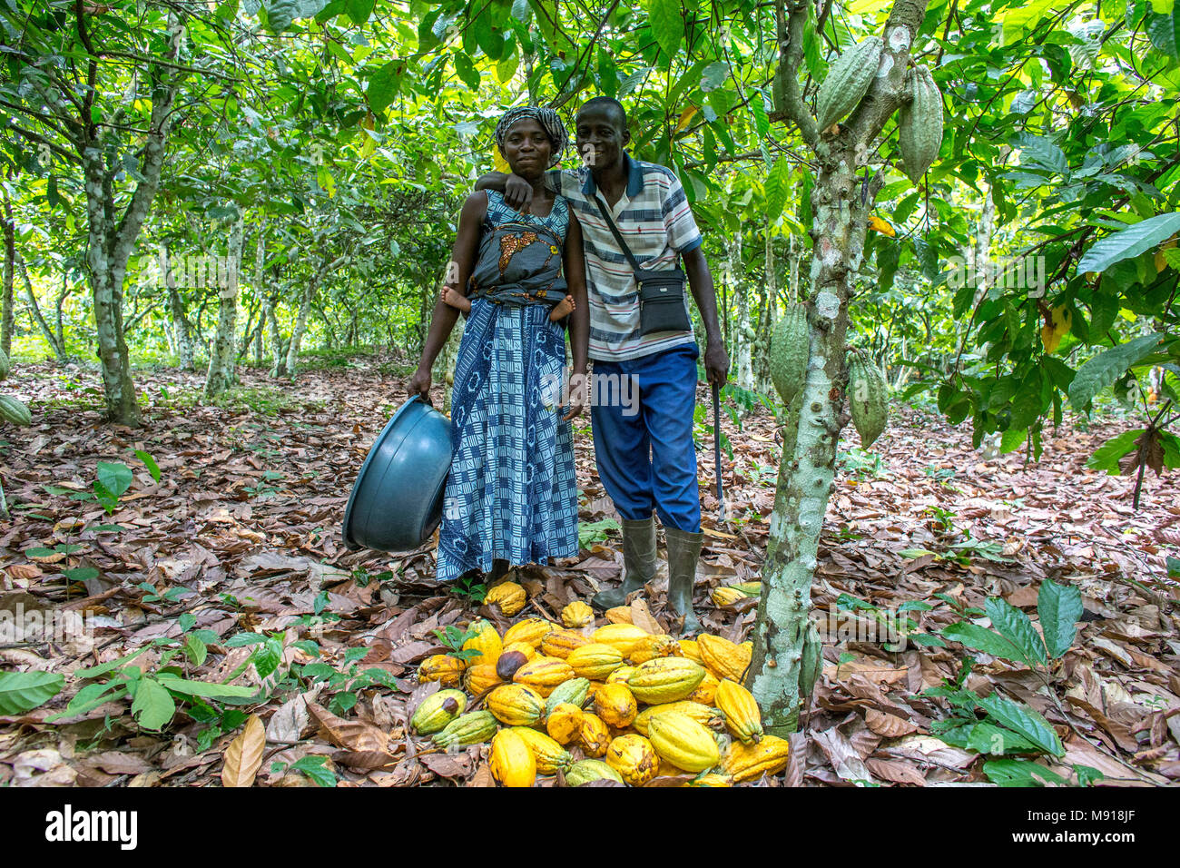 Ivory Coast. Farmer harvesting cocoa with his wife. Stock Photo