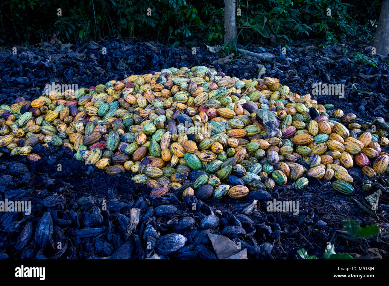 Ivory Coast. Cocoa harvest. Stock Photo