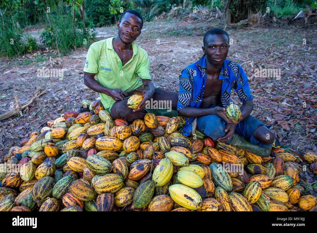 Ivory Coast. Cocoa harvest. Stock Photo
