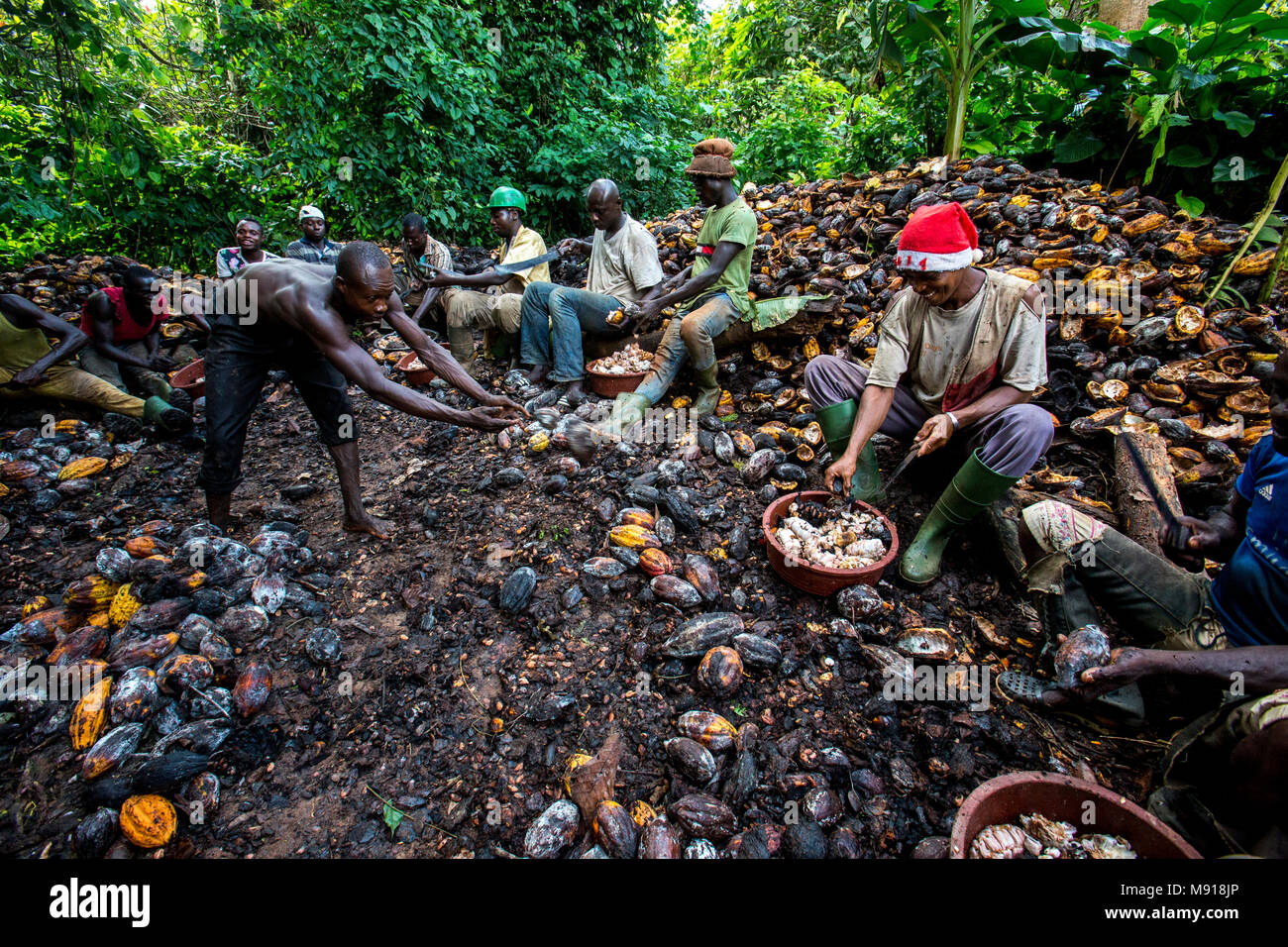 Ivory Coast. Farmers breaking up harvested cocoa pods. Stock Photo