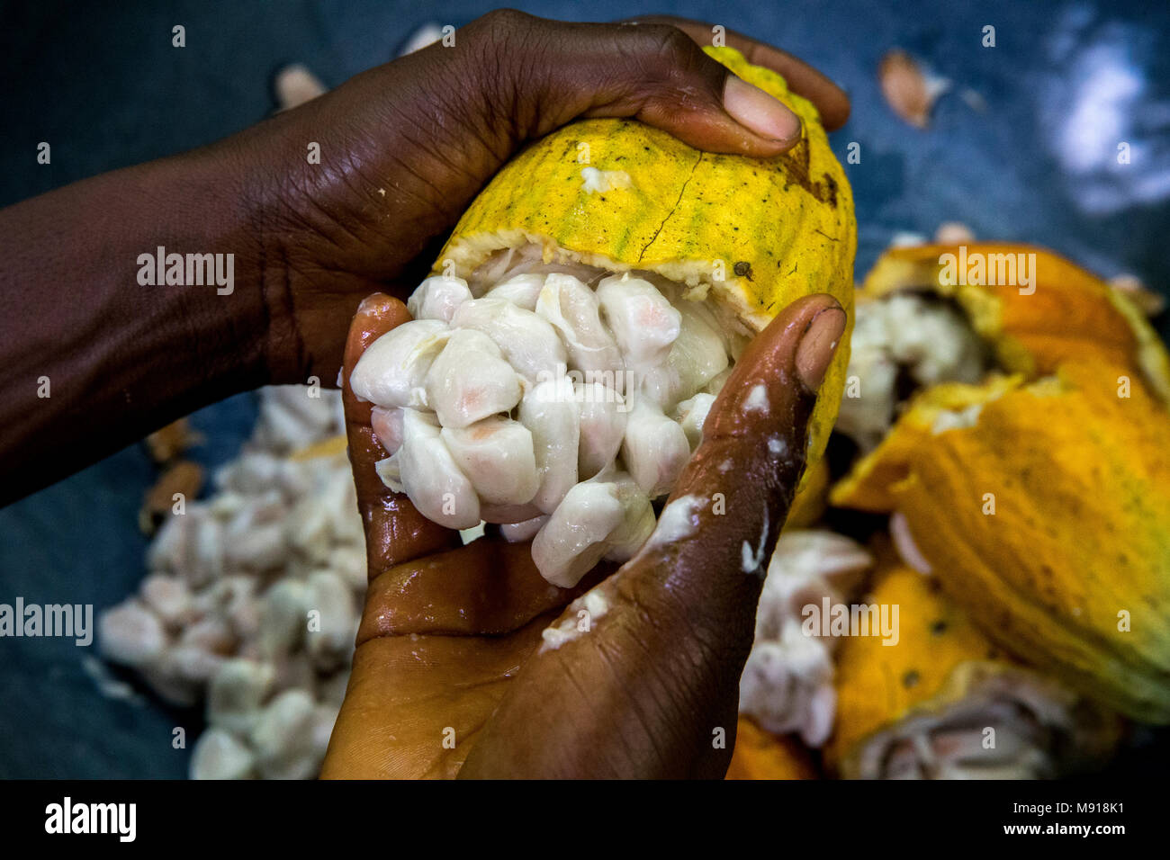 Ivory Coast. Farmer breaking up harvested cocoa pods. Stock Photo