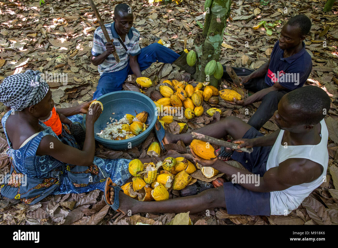 Ivory Coast. Farmers breaking up harvested cocoa pods. Stock Photo