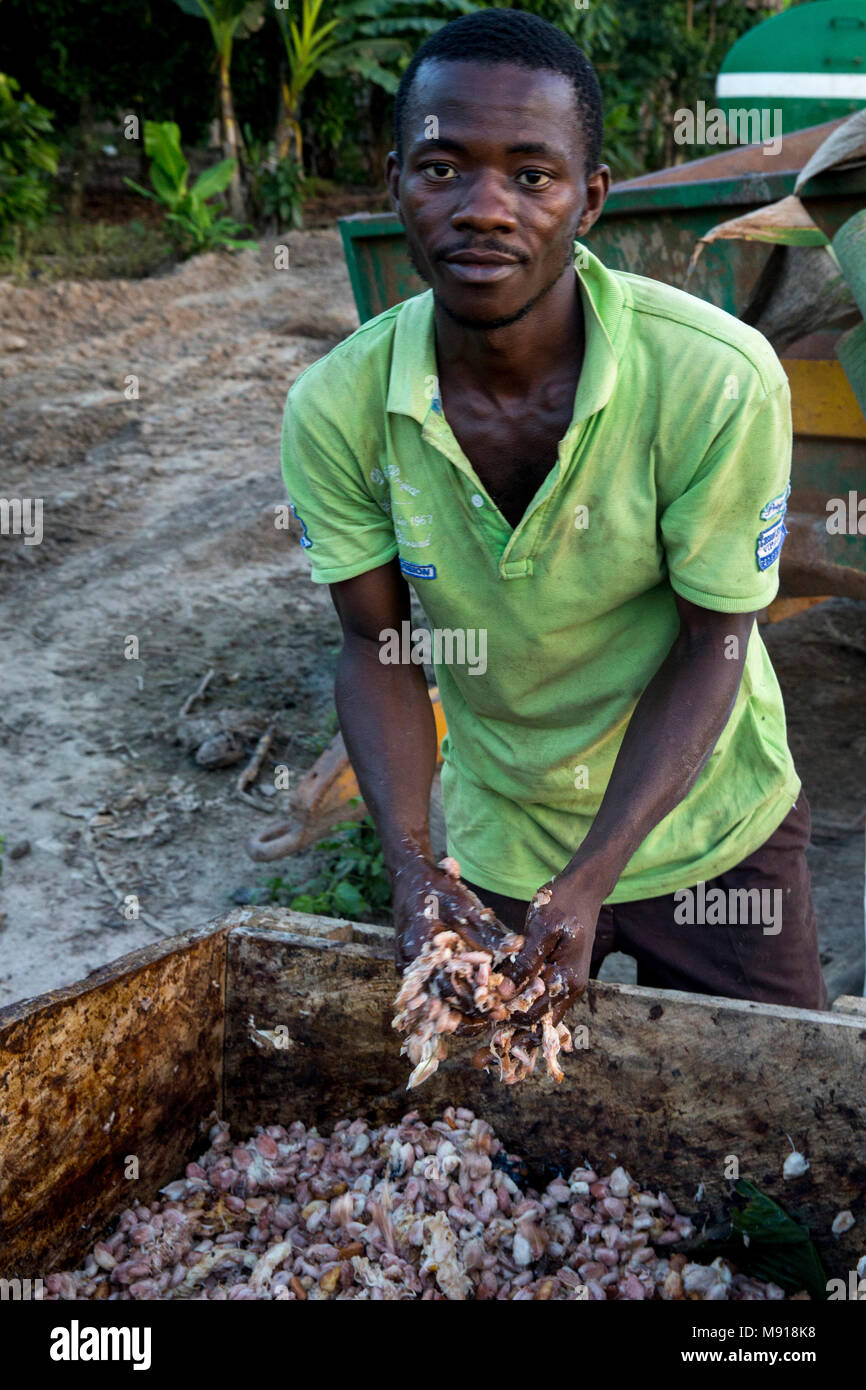 Ivory Coast. Young farmer with cocoa pulp. Stock Photo