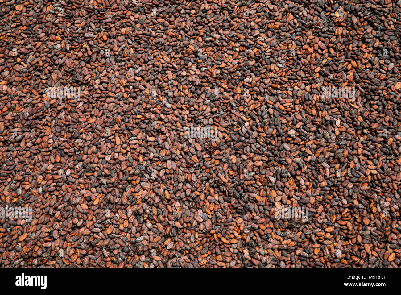 Ivory Coast. Cocoa drying. Stock Photo