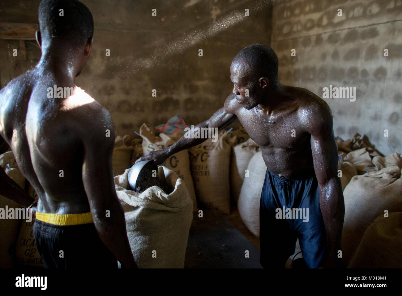 Ivory Coast. Workers filling and weighing cocoa bags. Stock Photo