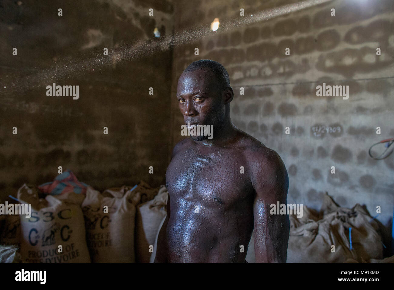 Ivory Coast. Cocoa worker. Stock Photo