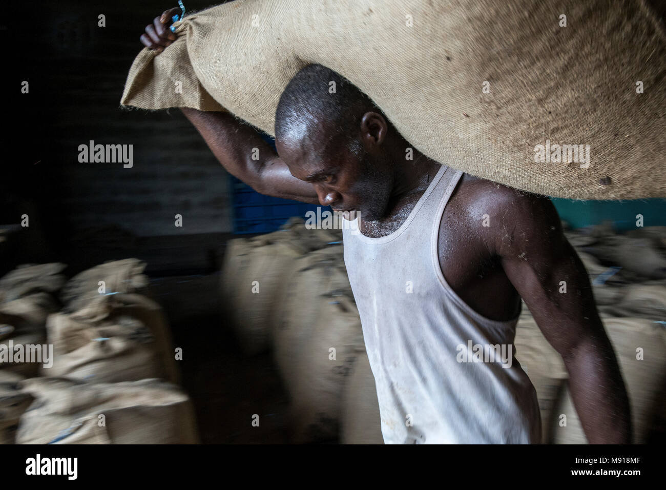 Ivory Coast. Worker carrying cocoa bags. Stock Photo