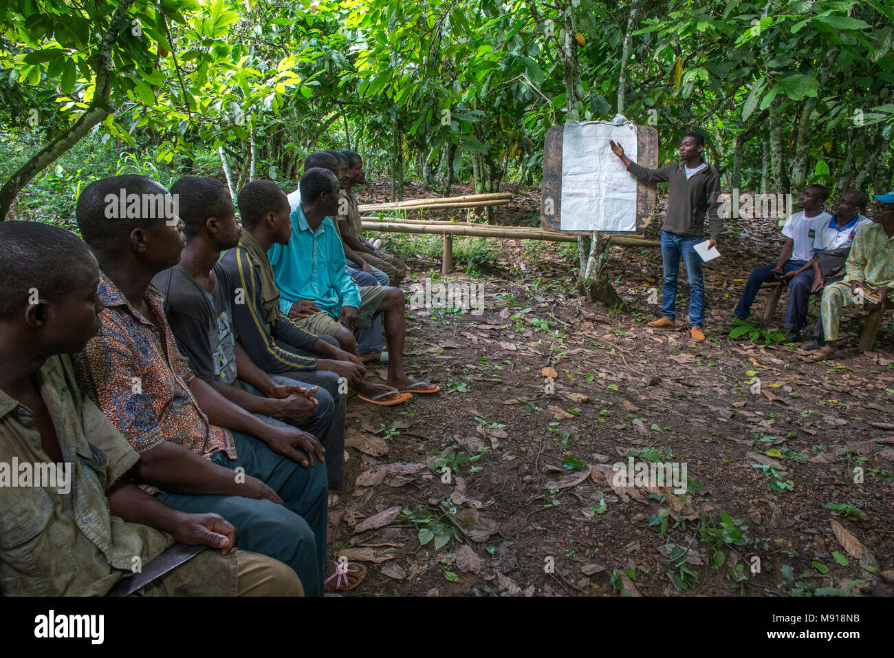 Ivory Coast. Cocoa farmers' instruction. Stock Photo