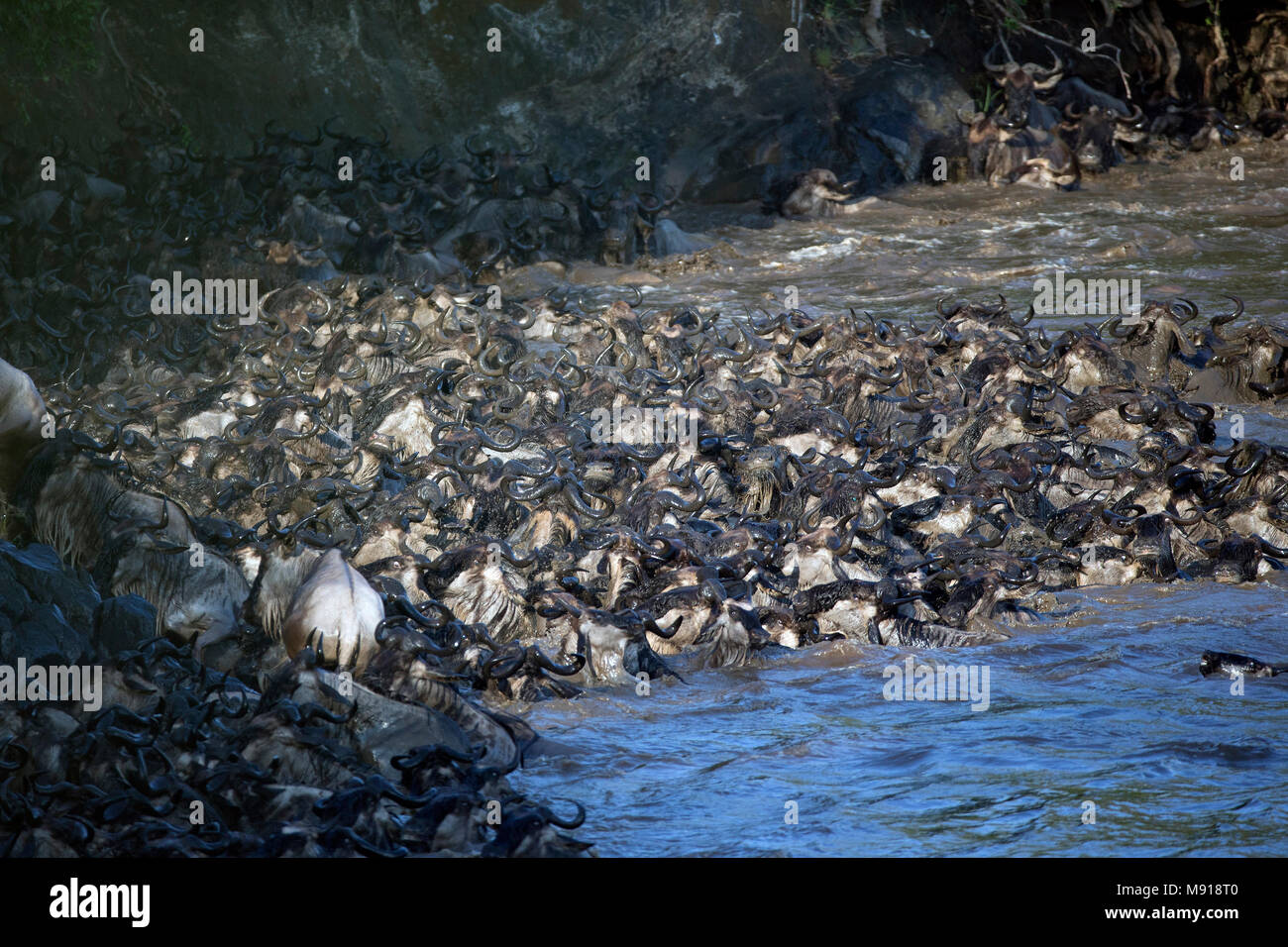 Herd of migrating wildebeest (Connochaetes taurinus) crossing Mara river.  Masai Mara game reserve. Kenya. Stock Photo