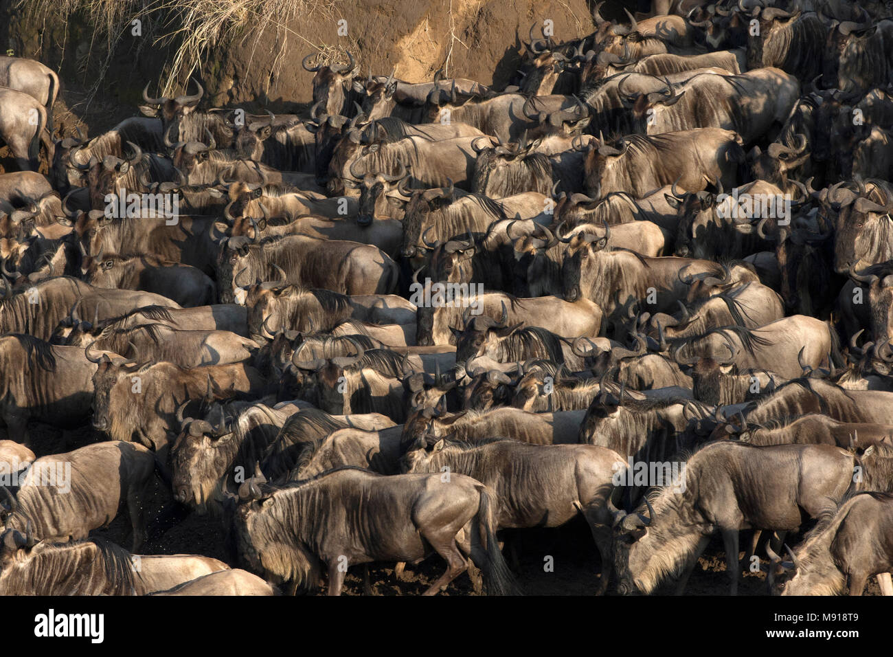Herd of migrating wildebeest (Connochaetes taurinus) crossing Mara river.  Masai Mara game reserve. Kenya. Stock Photo