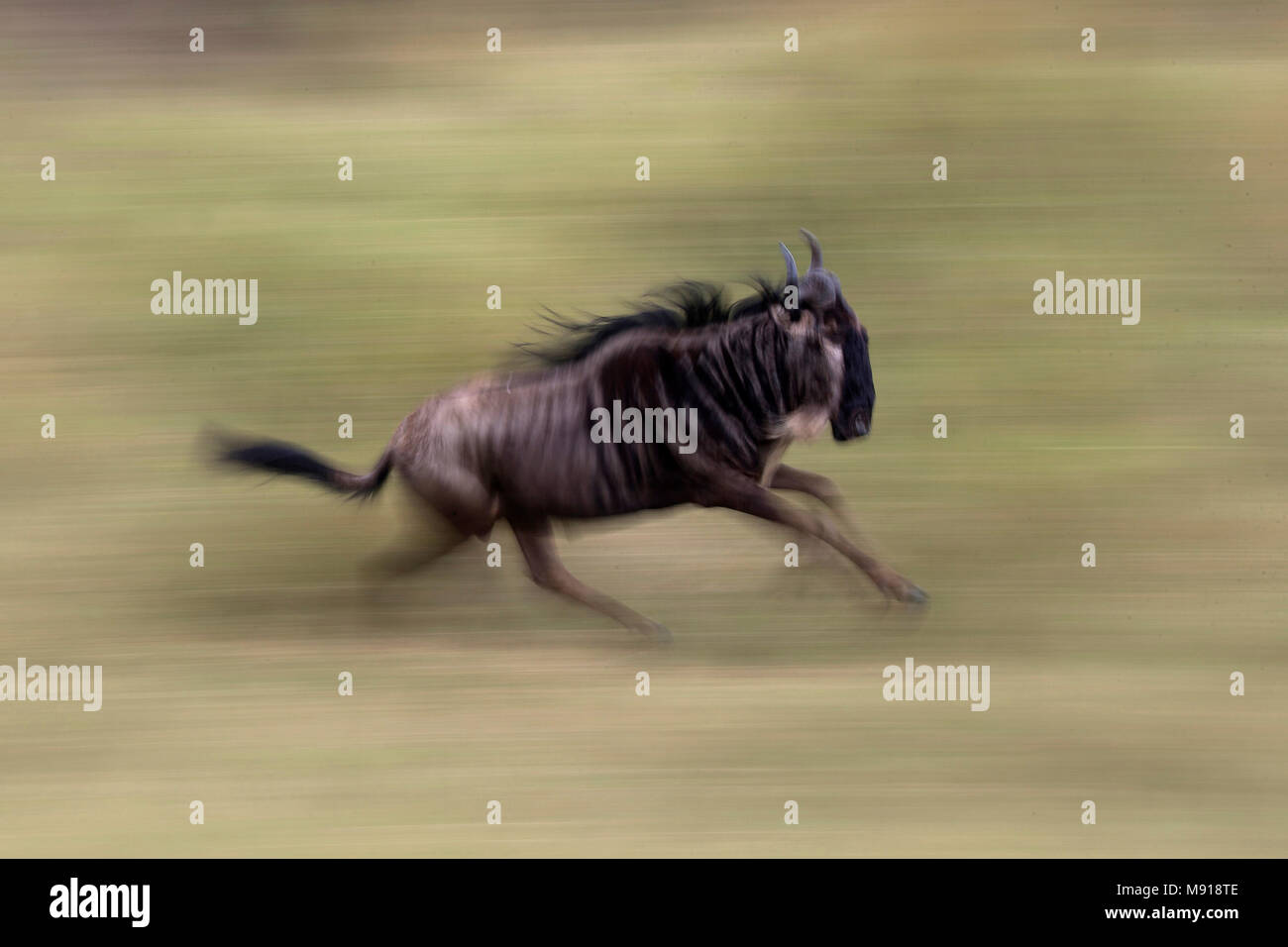 A running wildebeest  (Connochaetes taurinus). Masai Mara game reserve. Kenya. Stock Photo