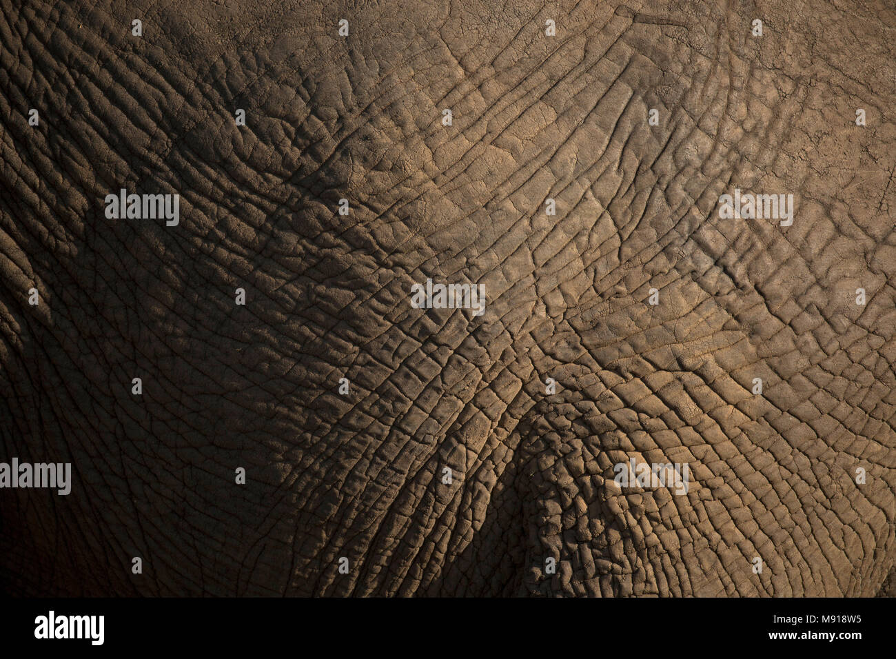 African Elephant (Loxodonta africana).  Close-up of skin. Stock Photo