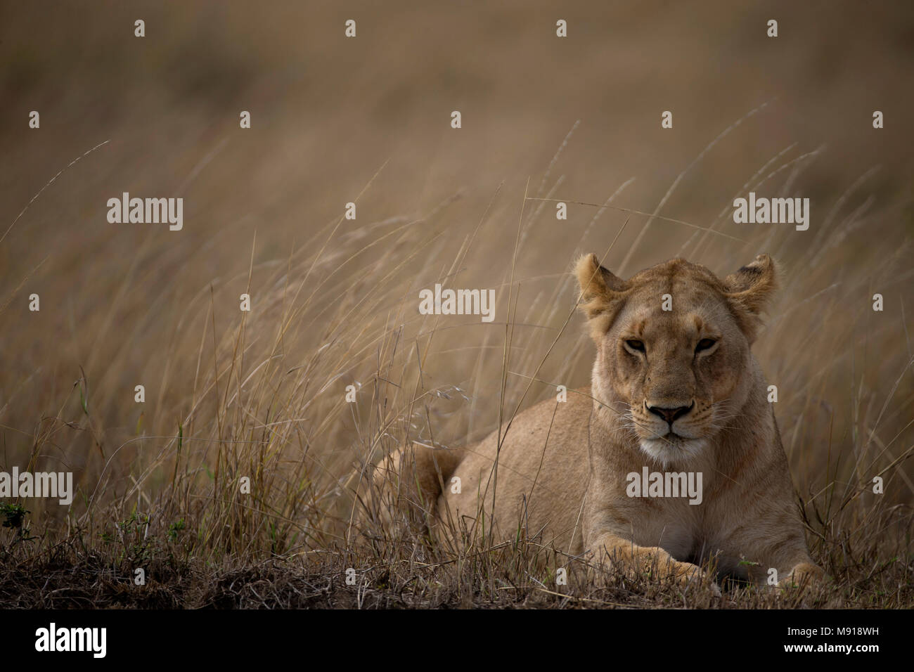 Lioness (Panthera leo) in savanna.  Masai Mara game reserve. Kenya. Stock Photo