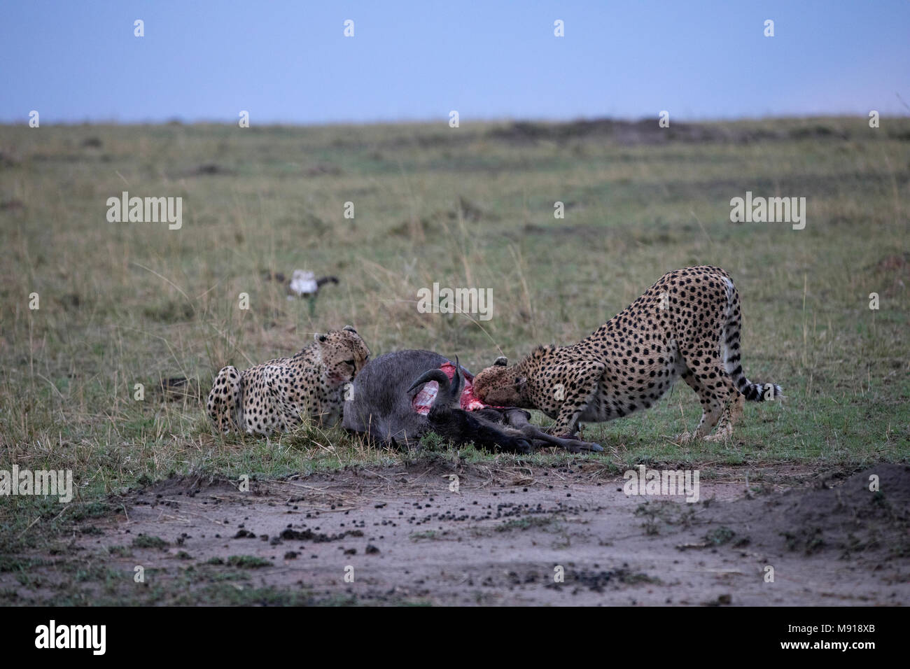 Cheetahs ( Acinonyx jubatus ) feasting on bloody kill.  Masai Mara game reserve. Kenya. Stock Photo