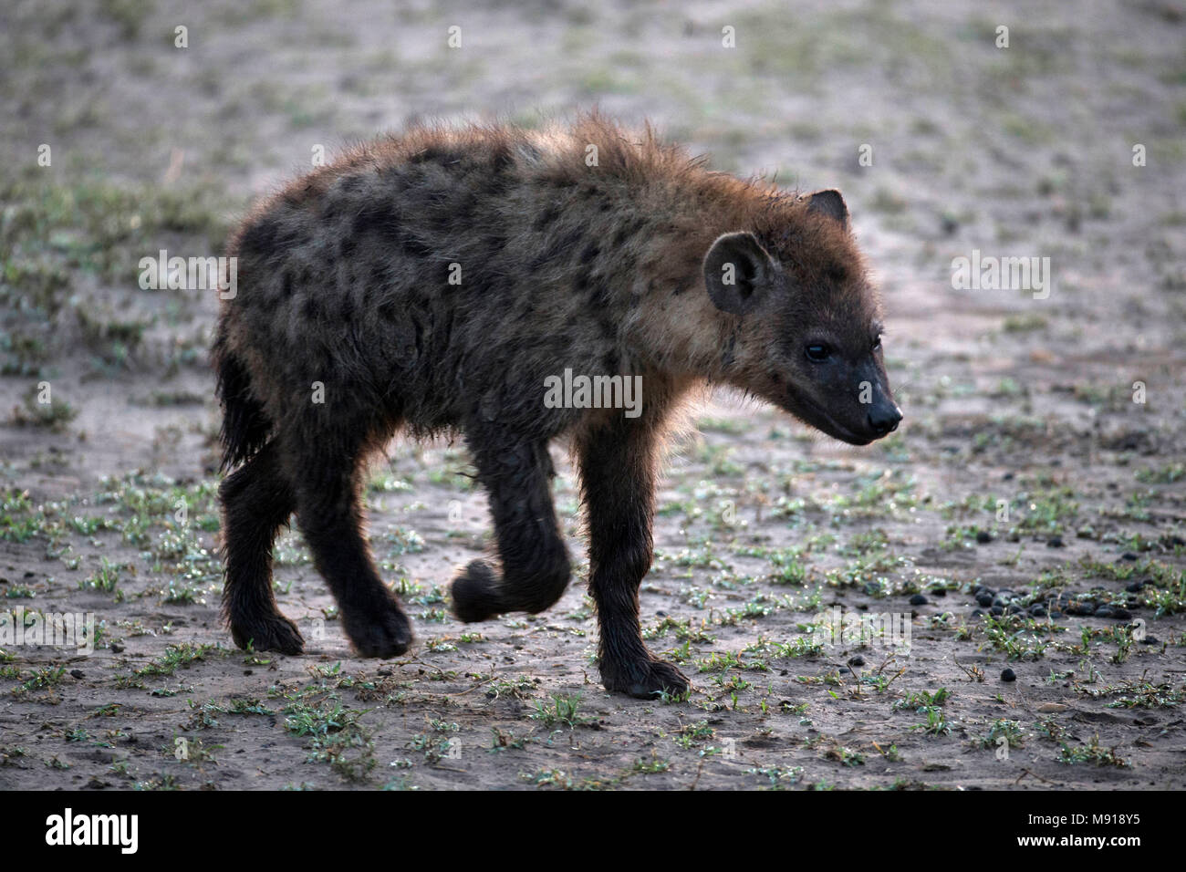 Spotted hyena, ( Crocuta crocuta ).  Masai Mara game reserve. Kenya. Stock Photo