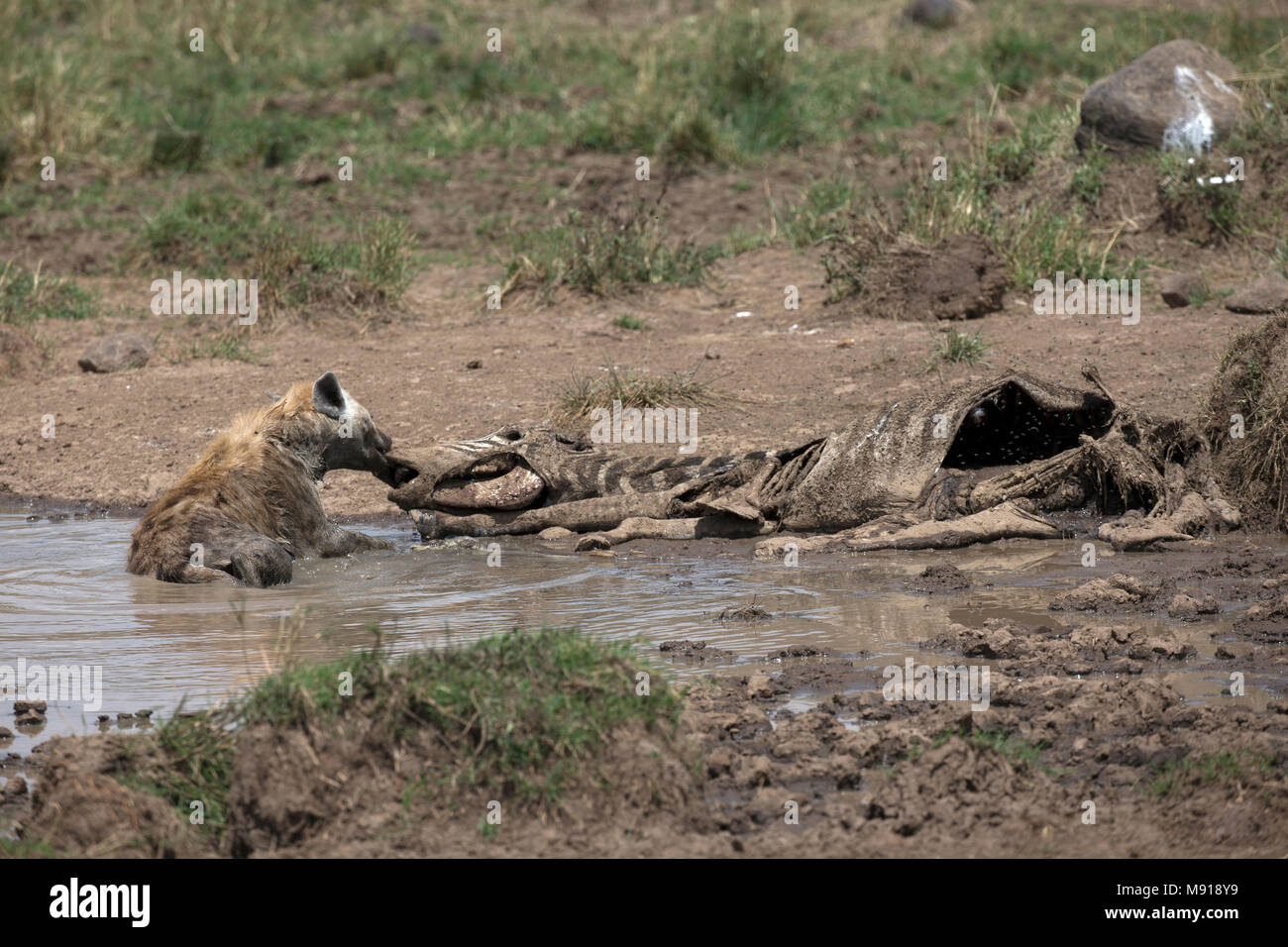 Spotted hyena feeding on a carcass of a zebra.   Masai Mara game reserve. Kenya. Stock Photo