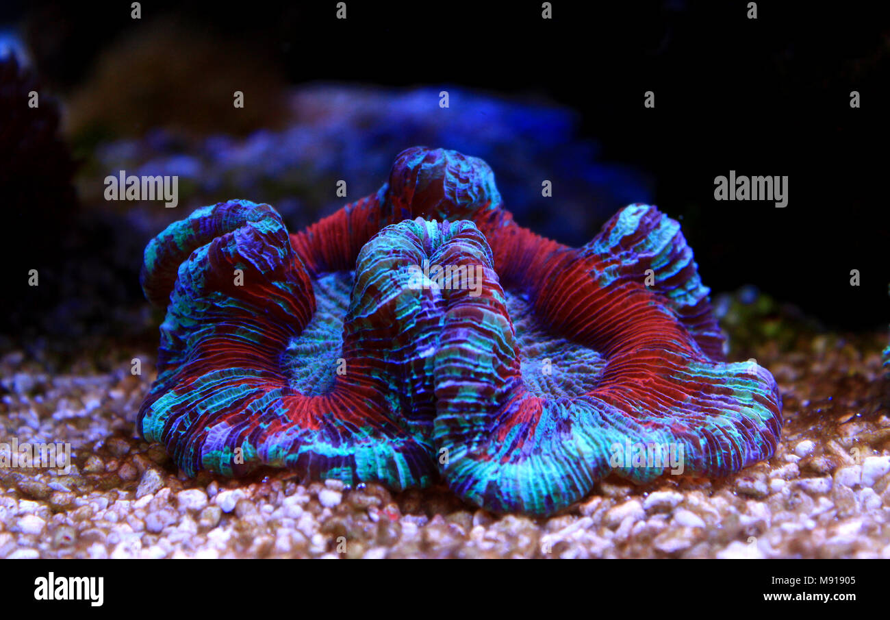Open brain LPS coral in reef aquarium tank Stock Photo
