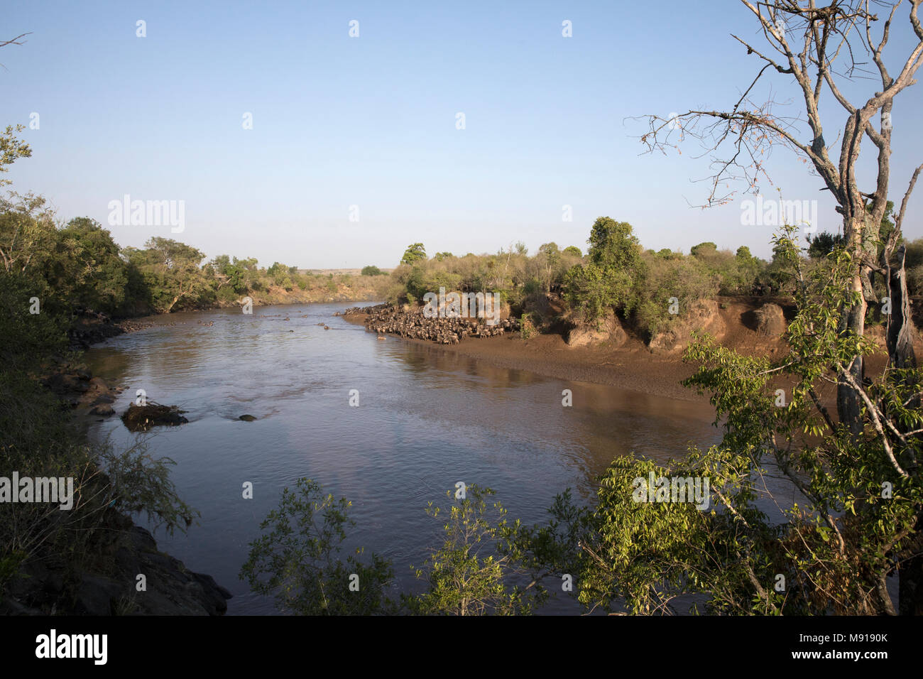 Herd of migrating wildebeest (Connochaetes taurinus) crossing Mara river.  Masai Mara game reserve. Kenya. Stock Photo