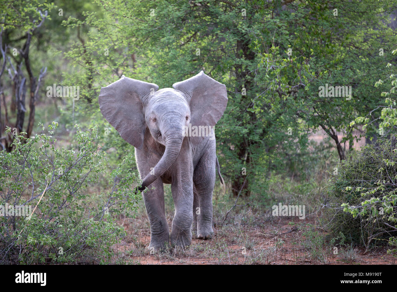 African Baby Elephant (Loxodonta africana). Keer-Keer. South Africa. Stock Photo