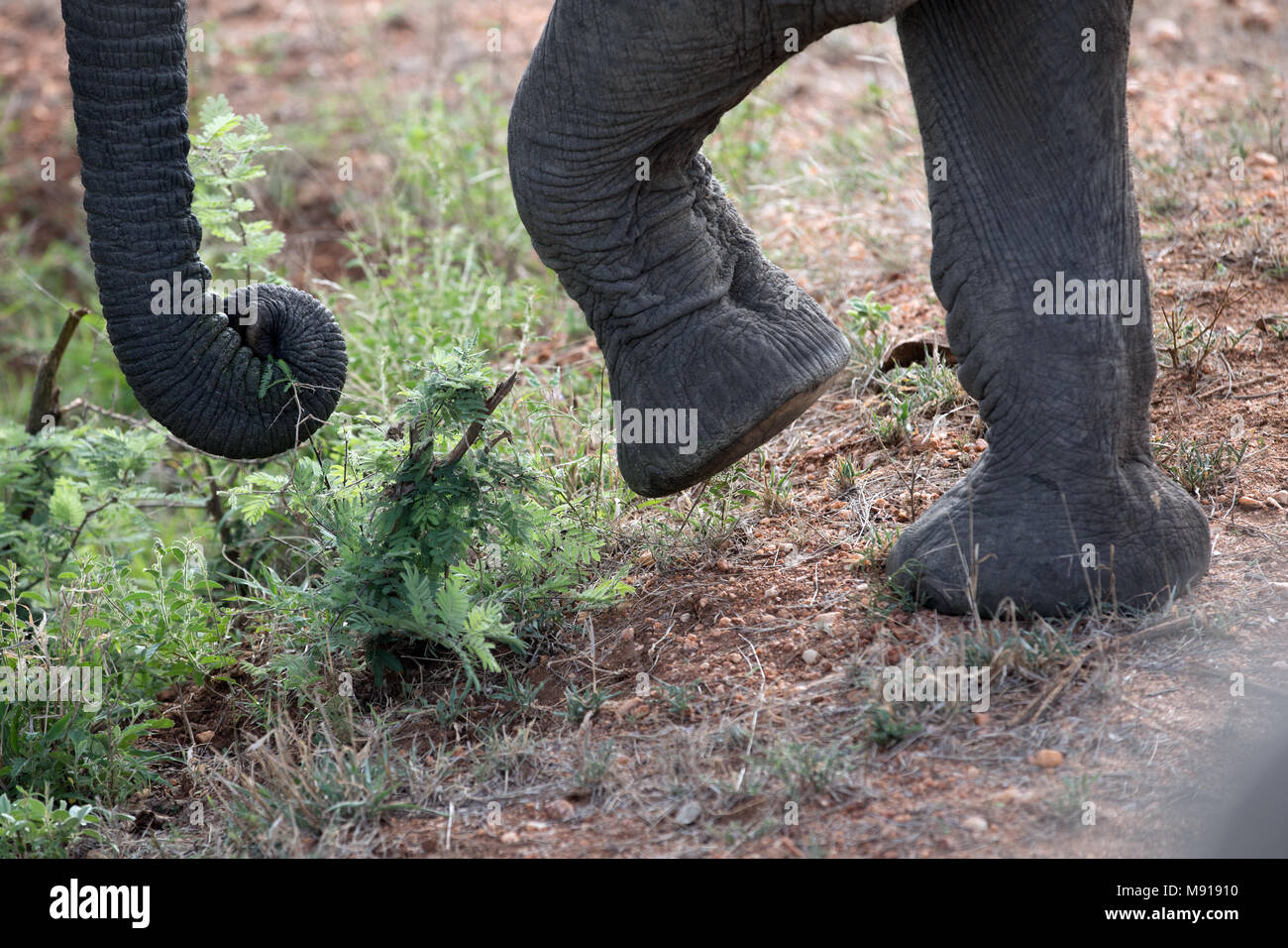 African Elephant (Loxodonta africana). Keer-Keer. South Africa. Stock Photo