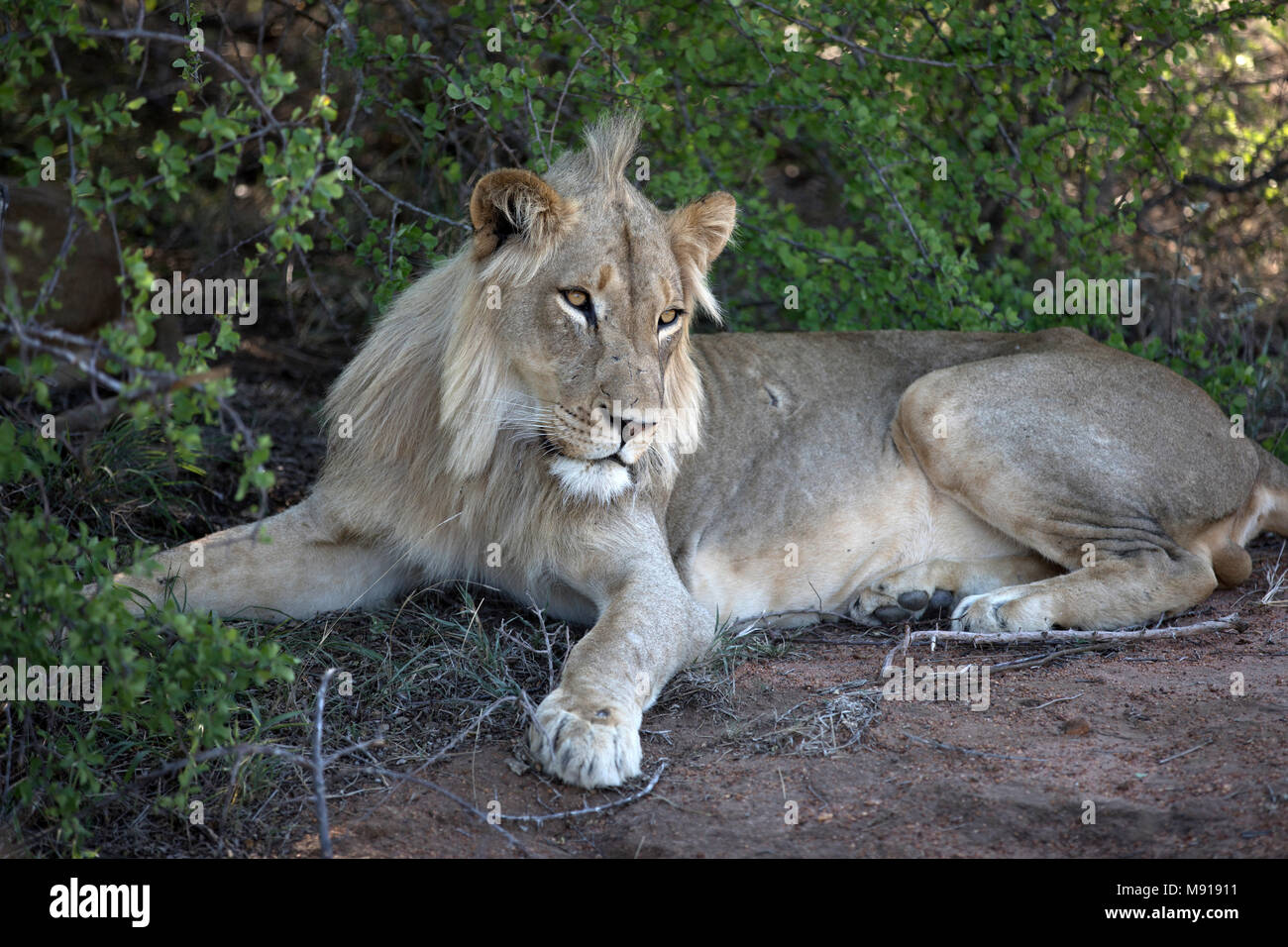 Lion (Panthera leo).   Keer-Keer. South Africa. Stock Photo