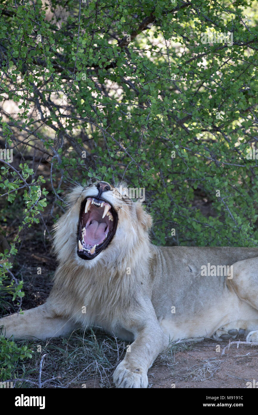 Lion yawning (Panthera leo).   Keer-Keer. South Africa. Stock Photo