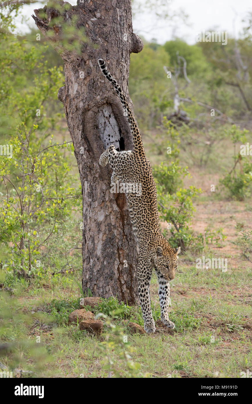 Leopard (Panthera pardus) on a tree. Keer-Keer. South Africa. Stock Photo