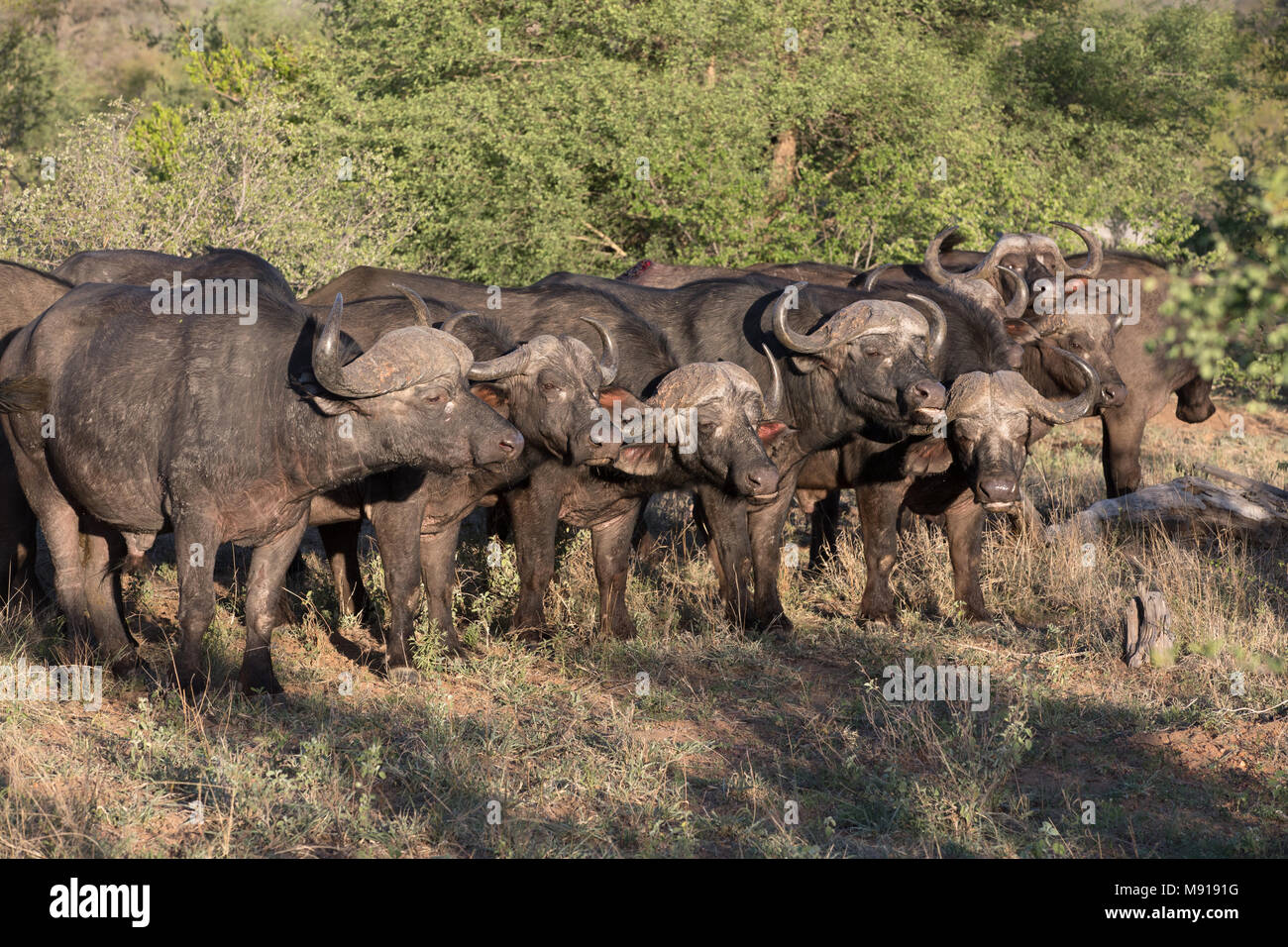 African Buffalos.  Keer-Keer. South Africa. Stock Photo