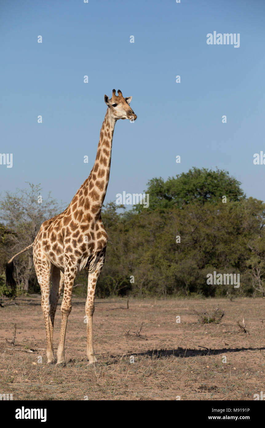 Giraffe (Giraffa camelopardalis) in savanna.   Keer-Keer. South Africa. Stock Photo