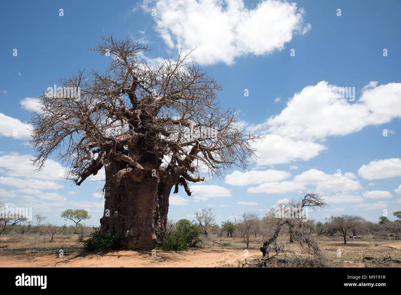 Baobab tree. Keer-Keer. South Africa. Stock Photo
