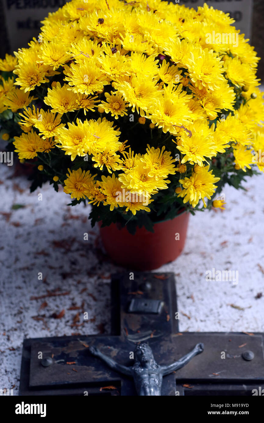 Cemetery on All Saints' Day. Chrysanthemum on grave. Saint Gervais