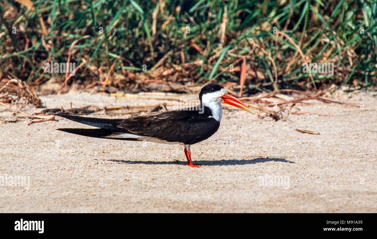 Afrikaanse Schaarbek, African Skimmer, Rynchops flavirostris Stock Photo