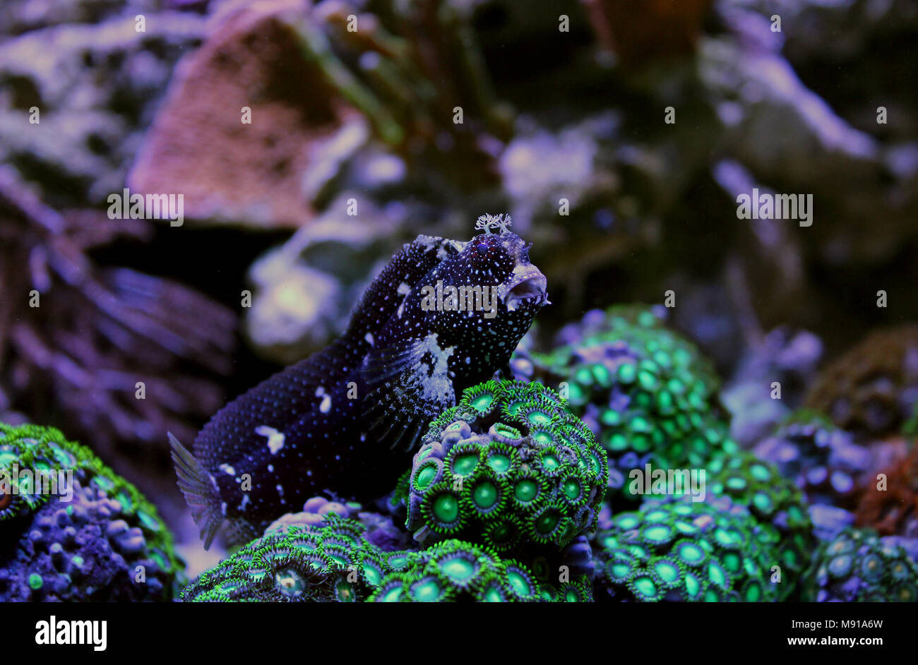 Starry Blenny
