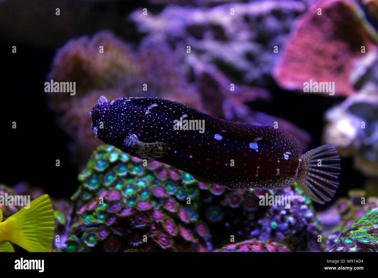 Starry Blenny