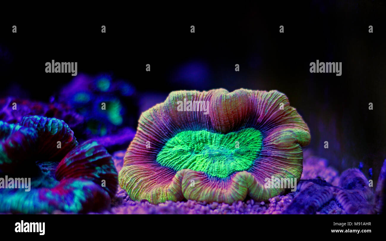 Open brain LPS coral in reef aquarium tank Stock Photo